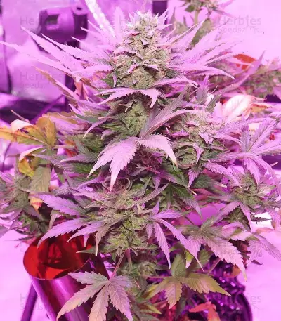 Flash Babylon Seeds for sale