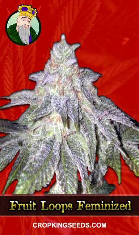 Fruit Loops Seeds for sale