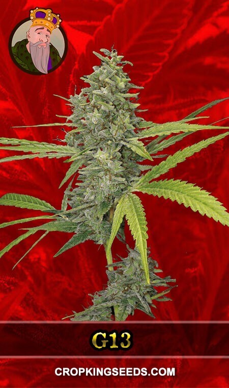 G13 Seeds for sale