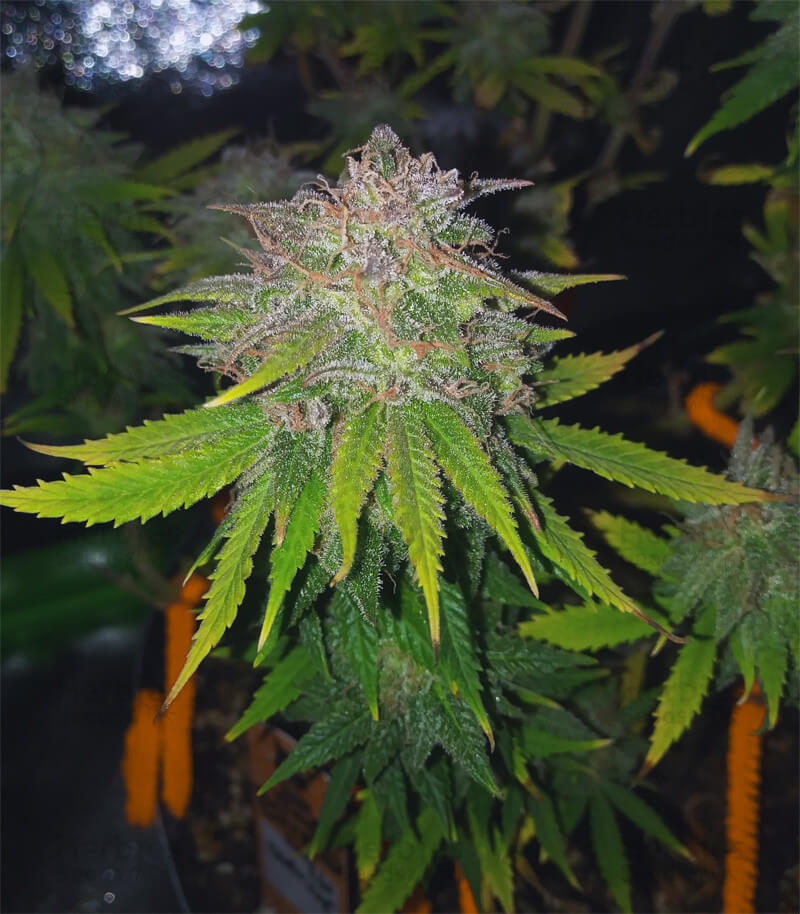 Gelato 41 Seeds for sale