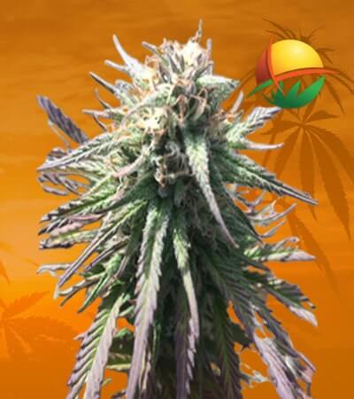 Grape Crush Gelato Seeds for sale