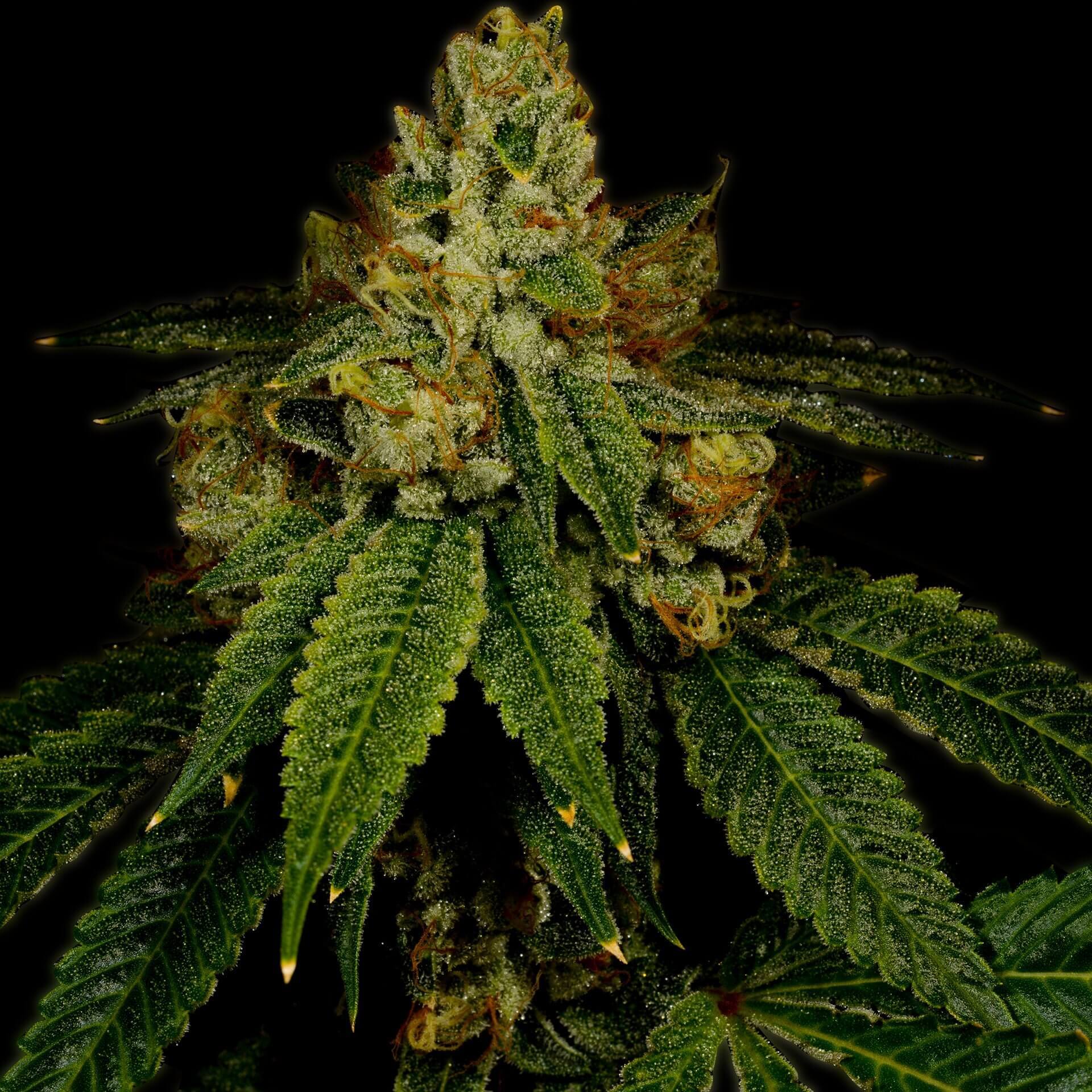 Girl Scout Cookies Seeds for sale