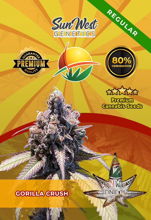 Gorilla Crush Seeds for sale