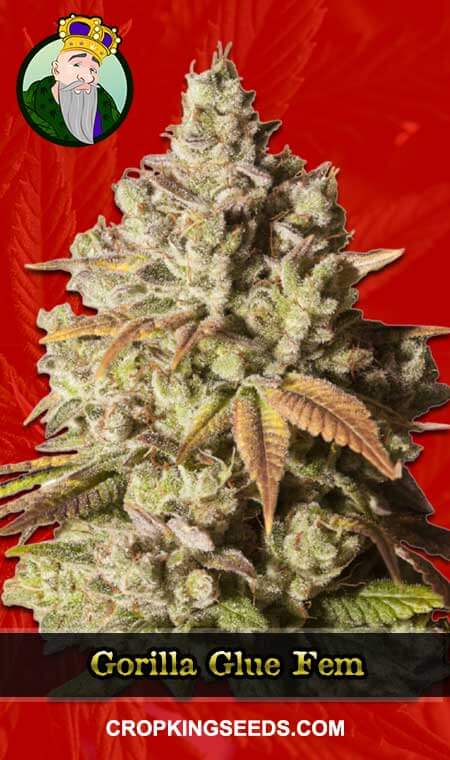 Gorilla Glue Seeds for sale