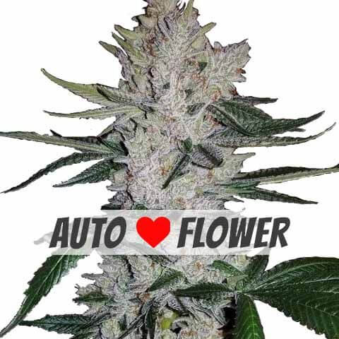 Gg4 Seeds for sale
