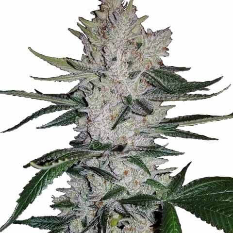 Gg4 Seeds for sale