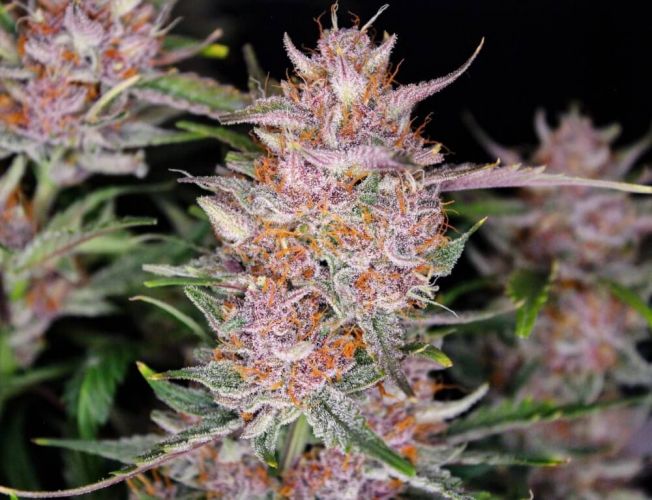 Gorilla Punch Seeds for sale