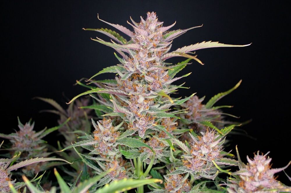 Gorilla Punch Seeds for sale