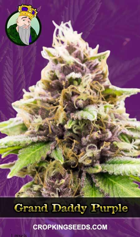 Grand Daddy Purple Seeds for sale