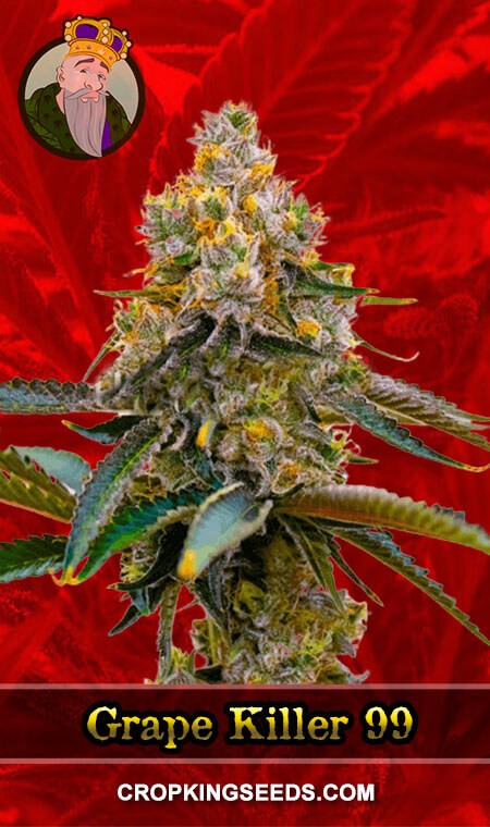 Grape Killer 99 Seeds for sale