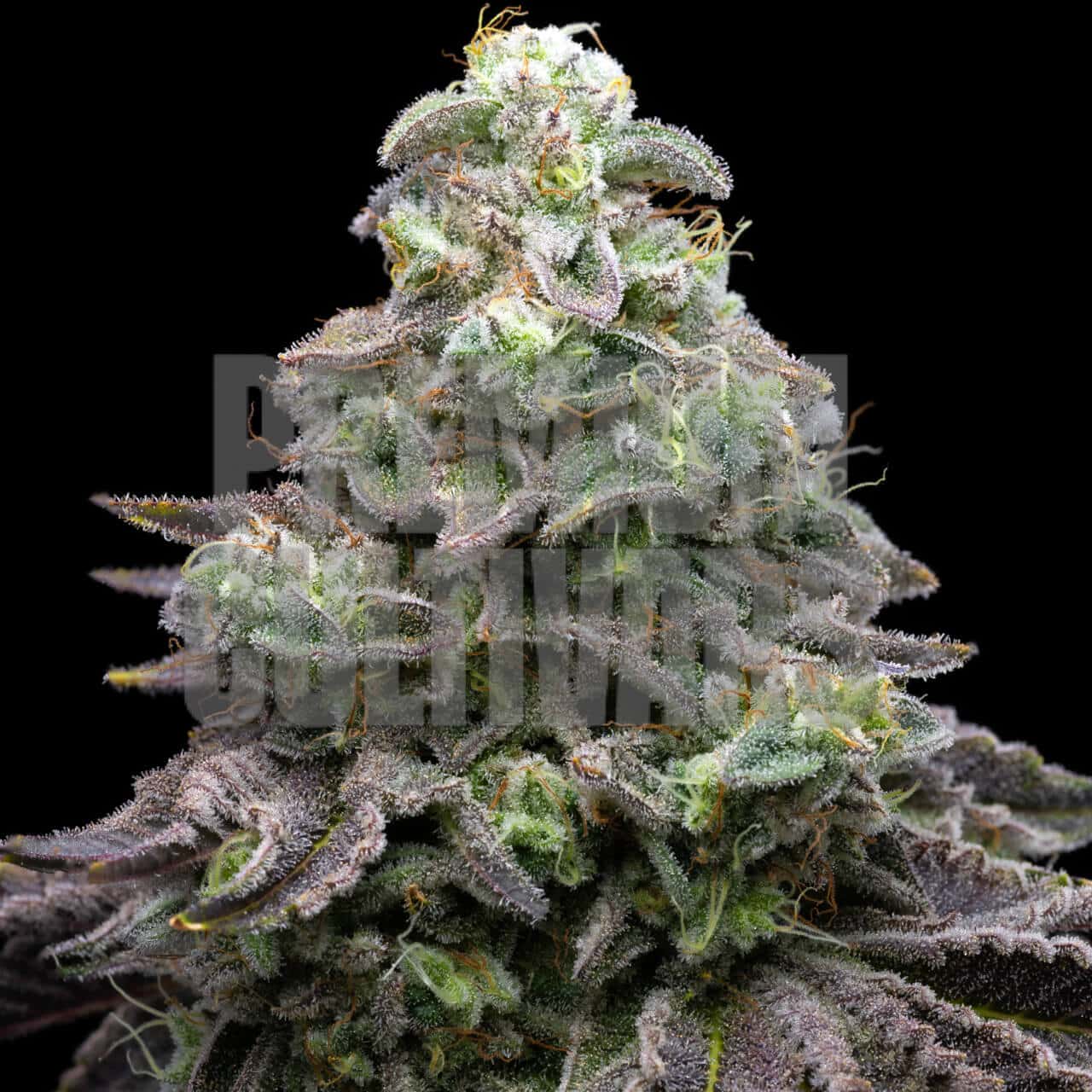 Grease Monkey Seeds for sale