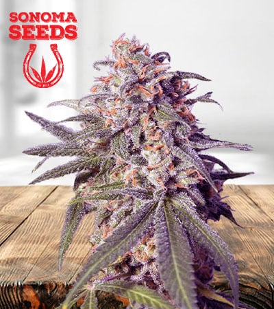 Green Crack Seeds for sale