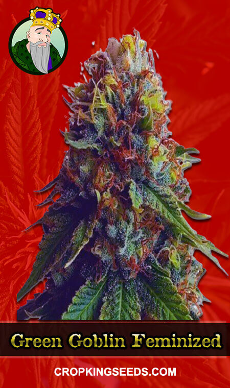 Green Goblin Seeds for sale