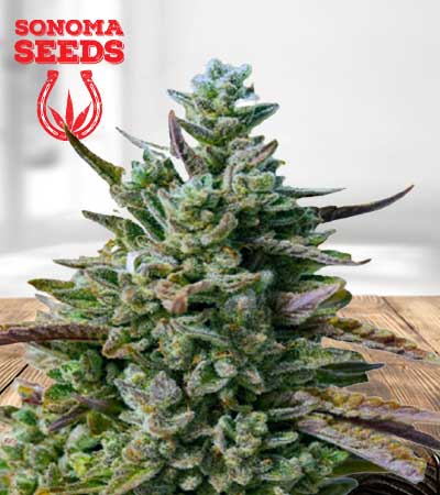 Guava Kush Seeds for sale