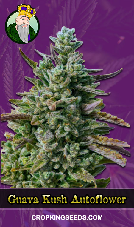 Guava Kush Seeds for sale