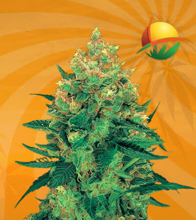 Hash Plant Seeds for sale