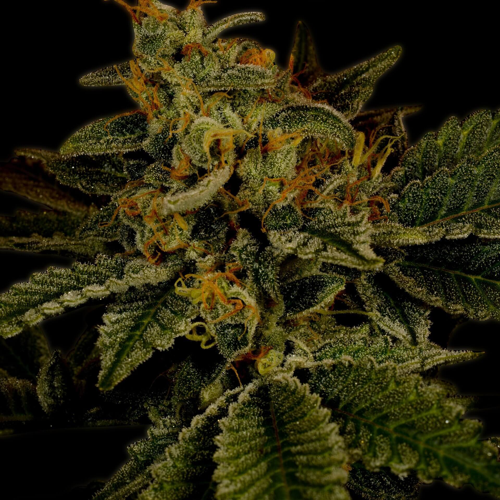 Hindu Kush Seeds for sale