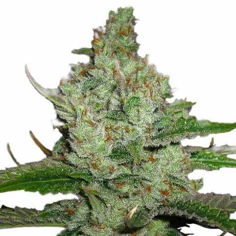 Hindu Kush Seeds for sale