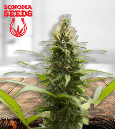 Jack Herer Seeds for sale