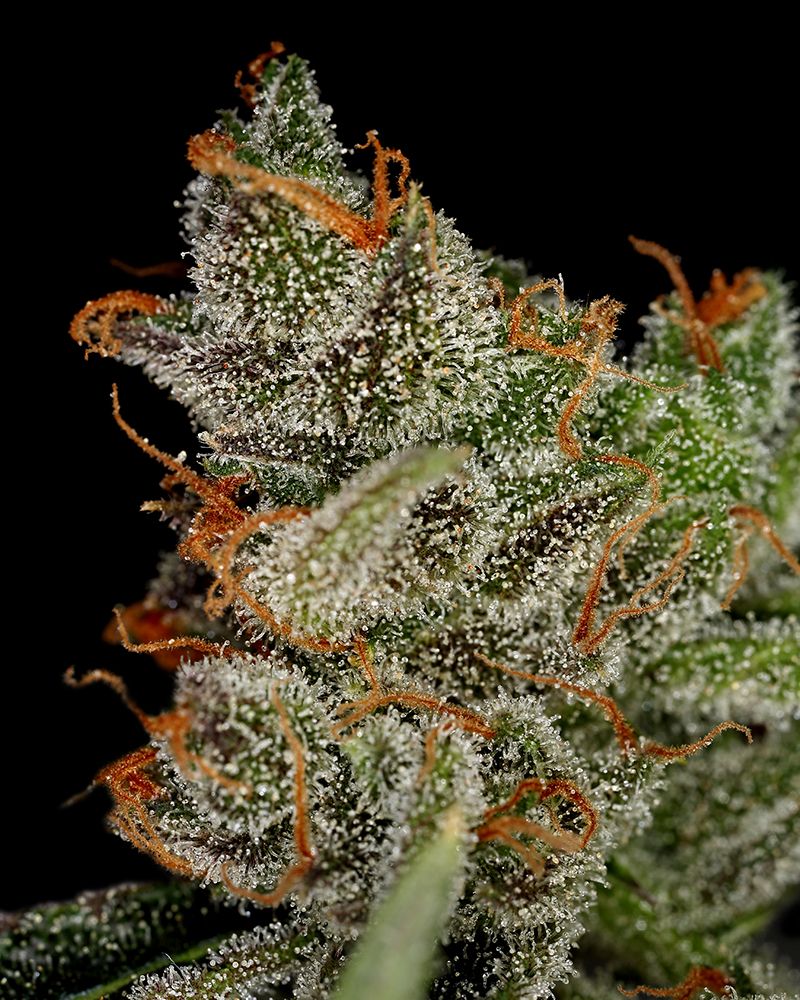 King's Kush Seeds for sale