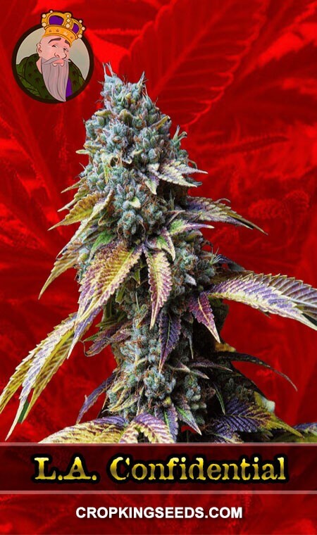 L.A. Confidential Seeds for sale