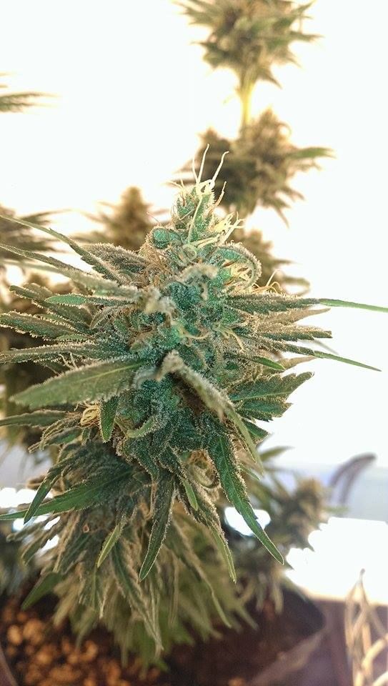 Lemon Kush Seeds for sale