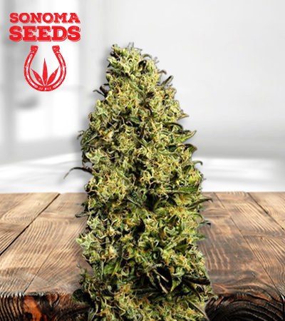 M8 Seeds for sale