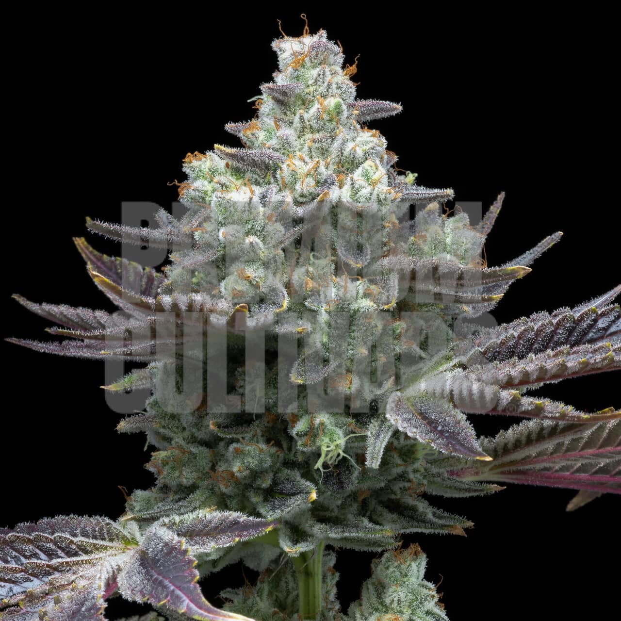 Mac 1 Seeds for sale