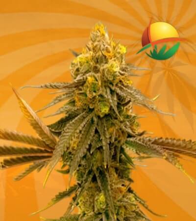 Mandarine Seeds for sale