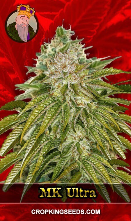 MK Ultra Seeds for sale