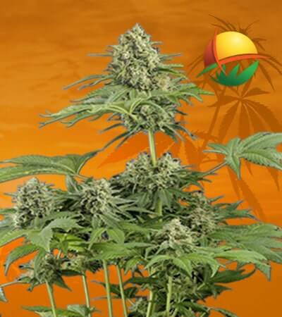 Moby Dick Seeds for sale