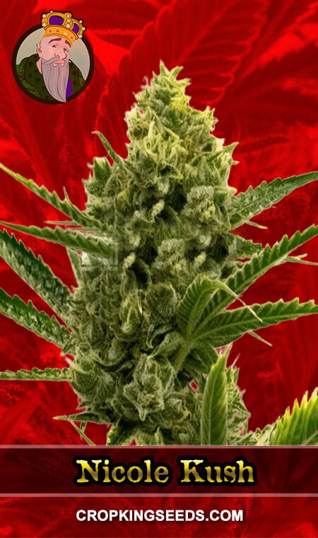 Nicole Kush Seeds for sale