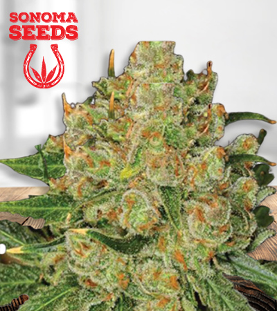 Northern Critical Seeds for sale