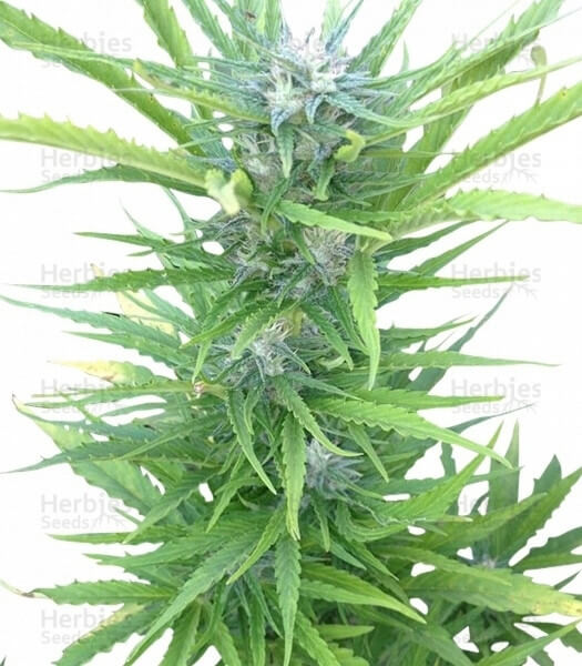 Northern Light Seeds for sale