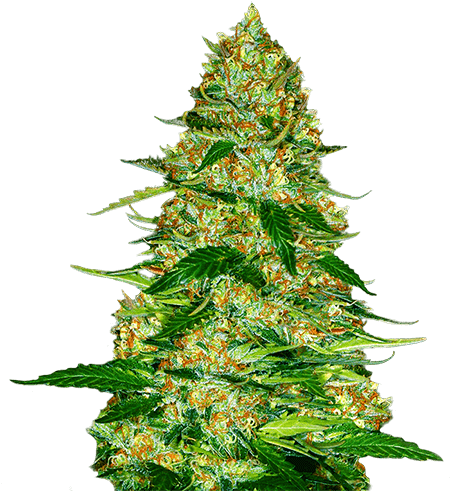 Northern Lights Seeds for sale