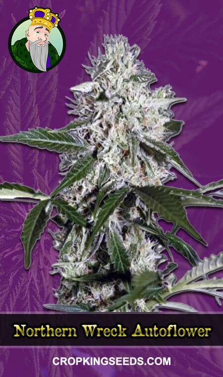 Northern Wreck Seeds for sale