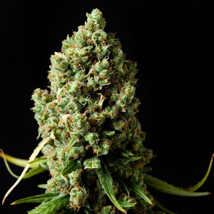 Original Skunk Seeds for sale