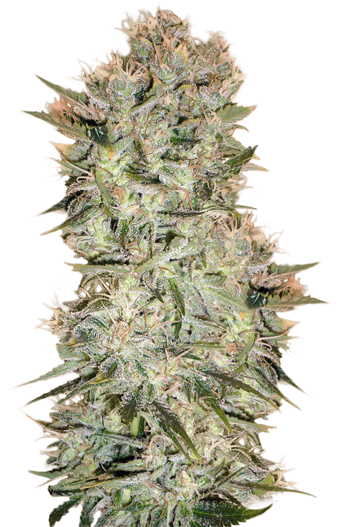 Original Skunk Seeds for sale