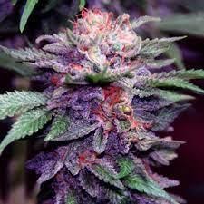 Purple African Magic Seeds for sale