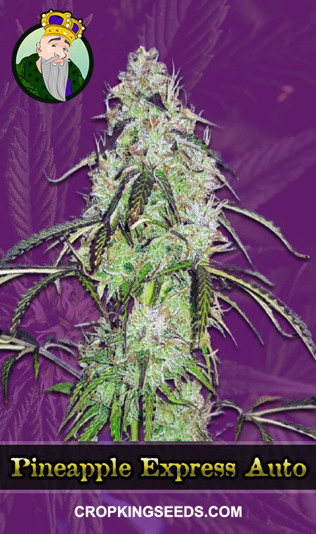 Pineapple Express Seeds for sale