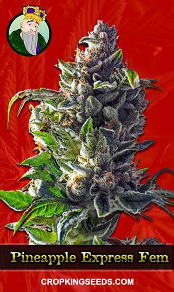 Pineapple Express Seeds for sale
