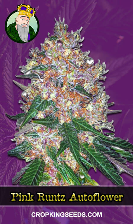 Pink Runtz Weed Strain Seeds for Sale - Autoflower - AskGrowers