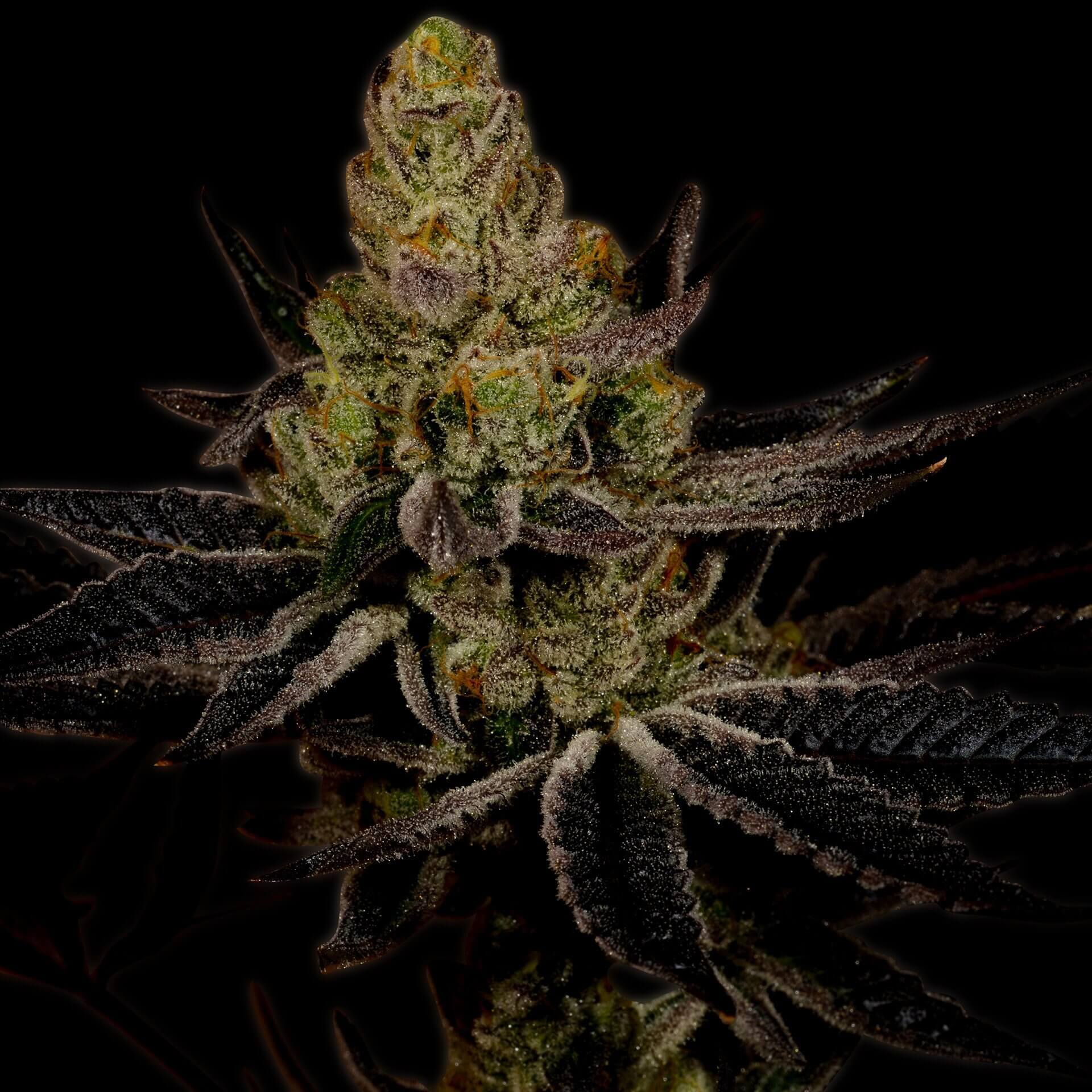 Platinum Cookies Seeds for sale