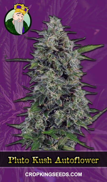 Pluto Kush Seeds for sale