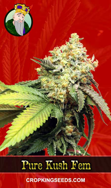 Pure Kush Seeds for sale