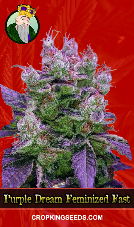 Purple Dream Seeds for sale