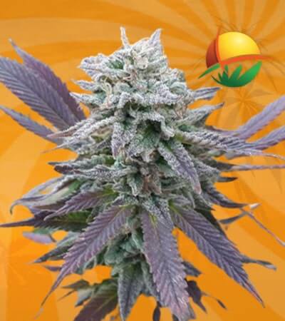 Purple Haze Seeds for sale