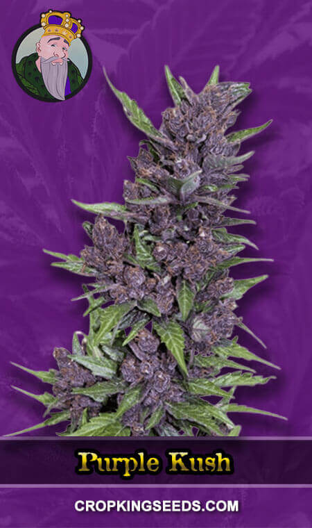 Purple Kush Seeds for sale