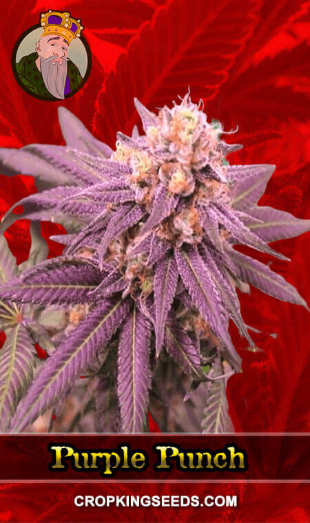 Purple Punch Seeds for sale