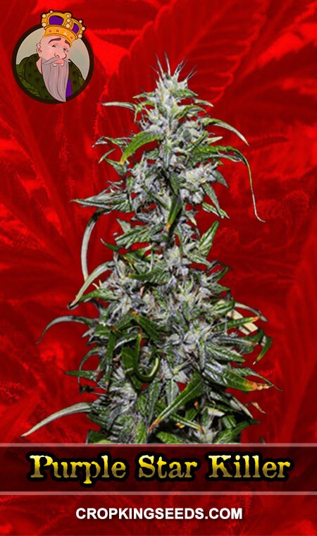 Redwood Kush Seeds for sale